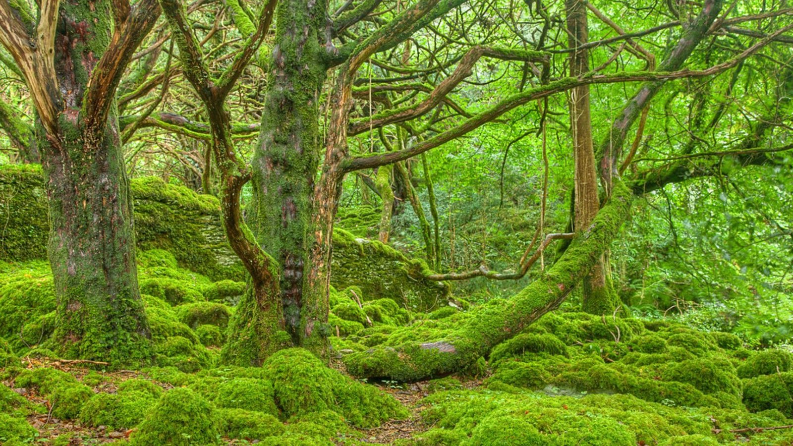 Killarney National Park