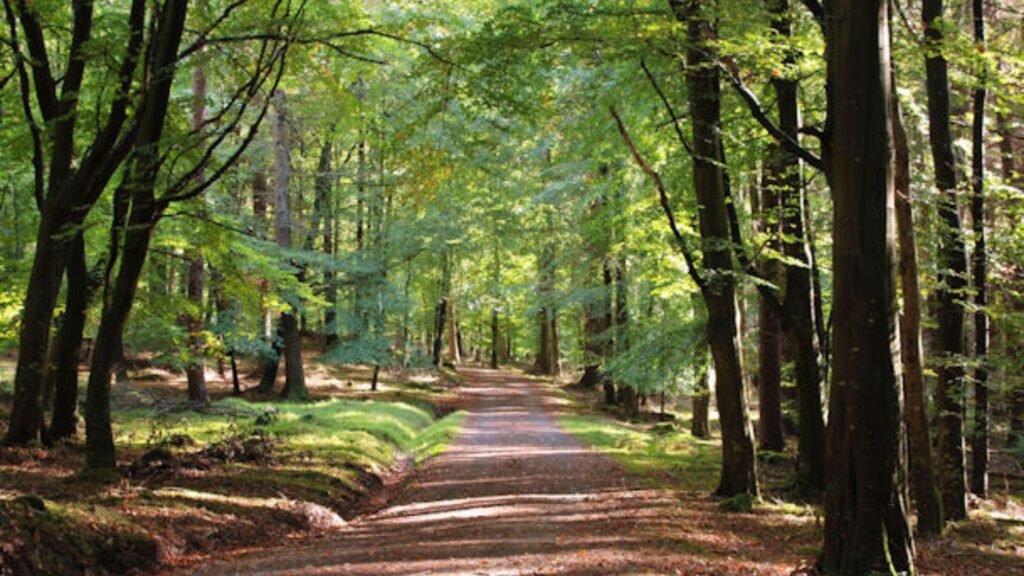 Tollymore Forest Park