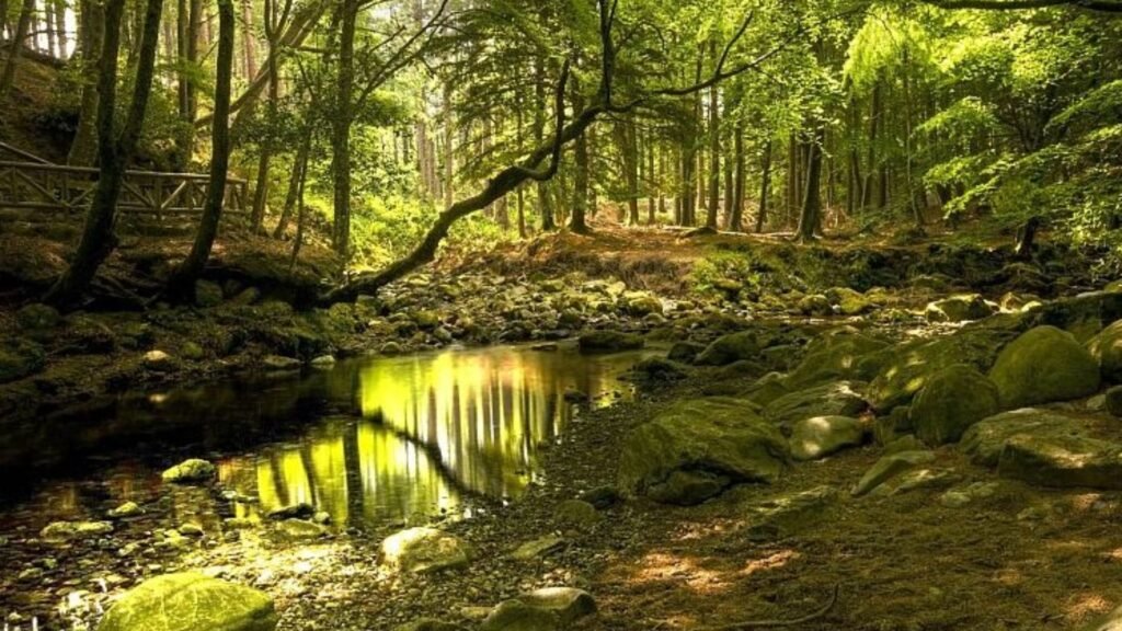 Tollymore Forest Park