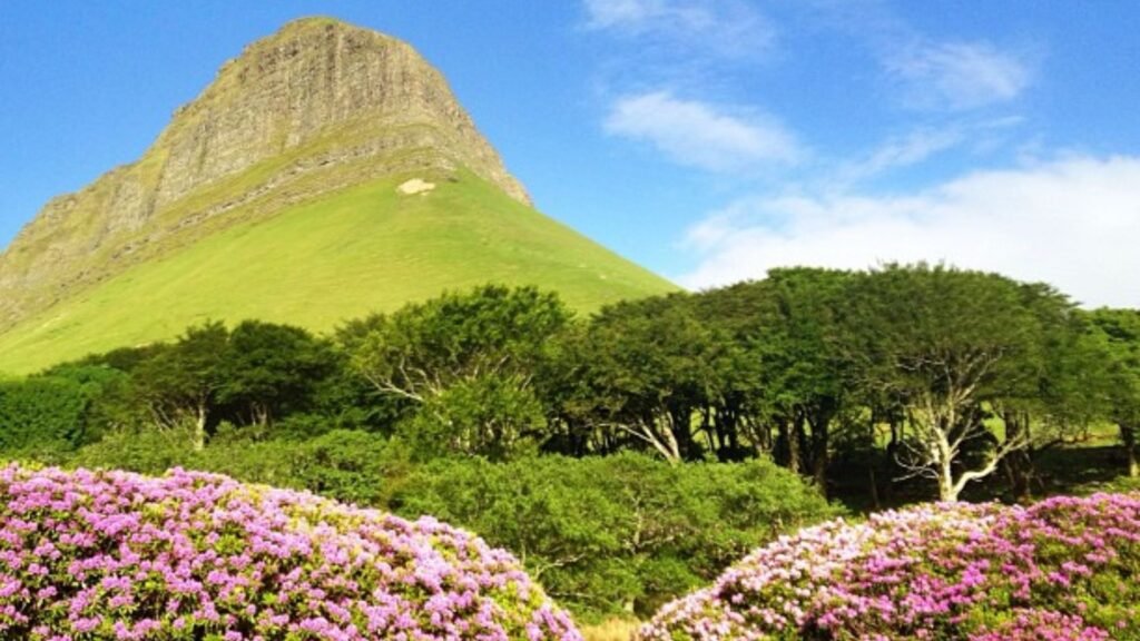 The Benbulben Forest Walk