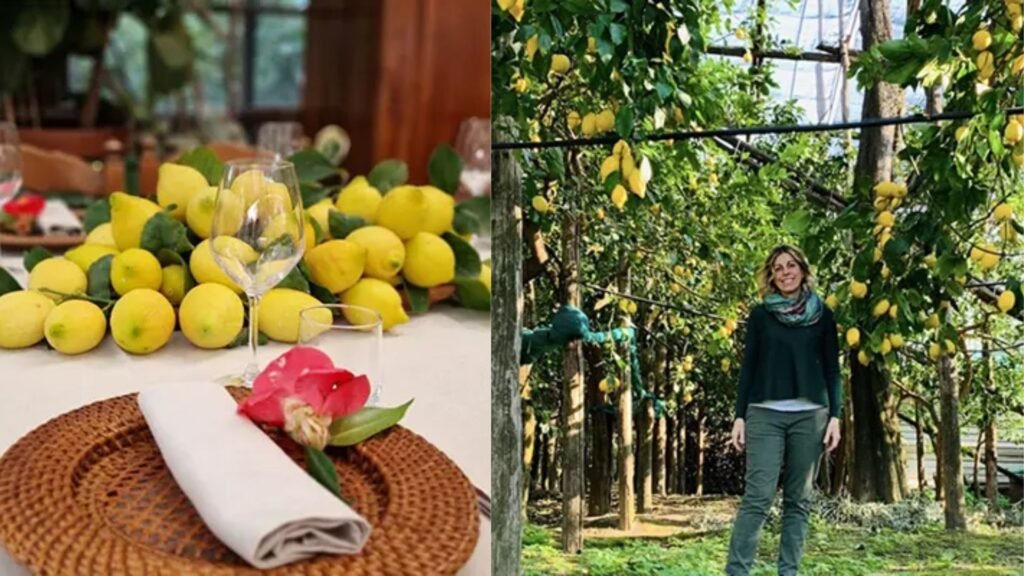 Lemon Farm