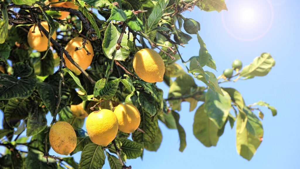 Path of the Lemons